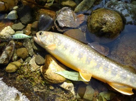 フライ名人とイワナ釣り